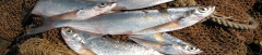 image875.png